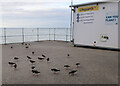 TG1643 : Turnstones on Sheringham seafront by Hugh Venables