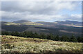 NX3491 : Coniferous trees beyond fence on Rowantree Hill by Trevor Littlewood