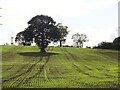 SK4890 : Solitary tree in a newly sown field by Graham Hogg