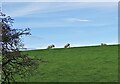 NZ0948 : Sheep against the skyline by Robert Graham