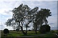 TF1623 : Trees at Forty Foot Farm by Bob Harvey