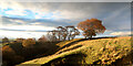 NY8410 : Autumn trees above Swine Gill by Andy Waddington