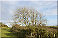 TQ5702 : Easterly view of vegetation differences on Coombe Hill, East Sussex by Andrew Diack