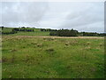  : Grazing near West Wodburn by JThomas