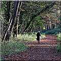 SO8791 : South Staffordshire Railway Walk in Himley Plantation near Wombourne by Roger  D Kidd