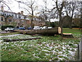 NT2470 : Felled Ash in Morningside by M J Richardson