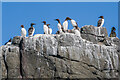 NU2337 : Guillemots (Uria aalge) by Ian Capper