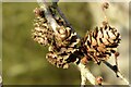 SO4375 : Larch cones by Philip Halling