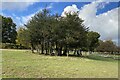 SP1195 : Group of holly trees, Sutton Park, Sutton Coldfield by Robin Stott