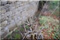 SK8632 : Seedhead by Bob Harvey