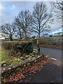 SO3710 : Deciduous trees in winter, Llanarth, Monmouthshire by Jaggery