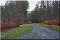 SO7478 : Forest road, Birchen Vallets, Wyre Forest near Buttonoak by P L Chadwick