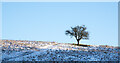 NZ1941 : Lone tree on snowed slope by Trevor Littlewood