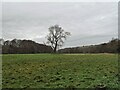 NZ0850 : Lone field tree in winter by Robert Graham