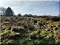 SO6086 : Heathland on Brown Clee Hill by Mat Fascione