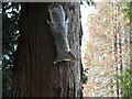 NS4871 : Inquisitive squirrel by Richard Sutcliffe