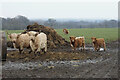 SP2366 : Longhorn cattle at Hatton Country World by Bill Boaden