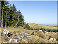 NZ0109 : Tree stumps and standing trees by Trevor Littlewood