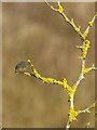 SK6143 : Yellow lichen on a wild rose by Alan Murray-Rust