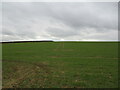 TF3071 : Autumn sown crop near Greetham by Jonathan Thacker