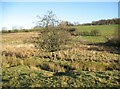 NY2433 : Rough pasture near Little Tarn by Adrian Taylor