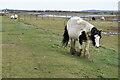 TQ6874 : Pony on marshland behind the Saxon Shore Way by David Martin