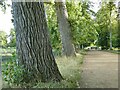 SP5105 : Venerable trees, New Walk, Christ Church by Stephen Craven