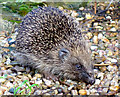 TA0528 : Hull hedgehog by Paul Harrop