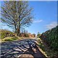 SO5006 : Deciduous trees near Trellech in late winter, Monmouthshire by Jaggery