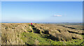 NY9516 : Bridleway passing through rushes by Trevor Littlewood