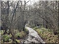 SO7538 : Three Choirs Way in Gullet Wood by Mat Fascione