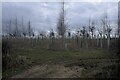 SK9525 : Tree Nursery by Bob Harvey