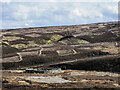 NY9046 : Disused circular sheepfold by Trevor Littlewood