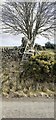 NY8015 : Dry stone walls and gorse bush on east side of B6276 near Intake Side by Roger Templeman