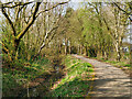 SD4214 : Nature Trail, Martin Mere Wetlands Centre by David Dixon