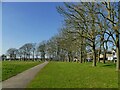 SE2334 : Trees in Stanningley Park by Stephen Craven