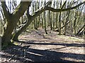 SO7567 : Trees on Abberley Hill by Philip Halling