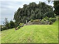 SX9372 : Weeping beech, Homeyards Botanical Gardens, Shaldon by Robin Stott