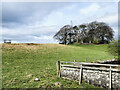 NT4162 : Clump of trees on south-west side of A68 by Trevor Littlewood