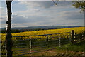 SJ3123 : Gate into field of oil-seed rape, Woolston Bank by Christopher Hilton