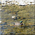 NY3684 : Drake Mallard at Langholm by M J Richardson