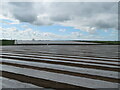 NY4066 : Polythene landscape near Longtown by M J Richardson