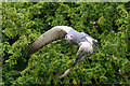 SE5365 : Eagle Flying at York Bird of Prey Centre by David Dixon