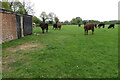 SP4741 : Cattle and cattle shed at Nethercote by Philip Jeffrey