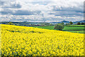 SO4432 : Oilseed Rape field by Ian Capper