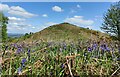 SJ3013 : Bluebells on Middletown Hill by Mat Fascione