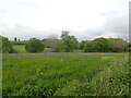 TQ8949 : Thistles in a field by Marathon