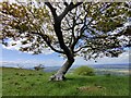 SJ2914 : Tree on the summit of Breidden Hill by Mat Fascione