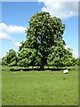 SP1037 : Horse Chestnut tree by Philip Halling