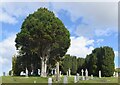 NH5758 : Yew trees, Urquhart old kirkyard by Bill Harrison